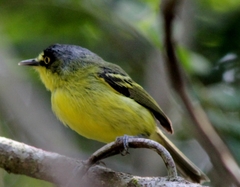 Todirostrum poliocephalum