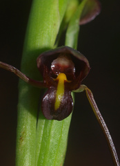 Orthoceras