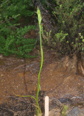 Orthoceras