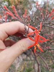 Psittacanthus sonorae