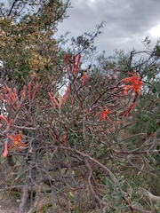 Psittacanthus sonorae