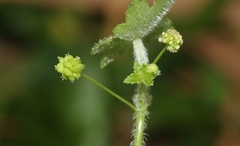 Hydrocotyle acutiloba
