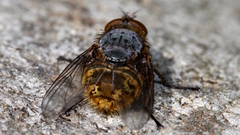 Calliphora hilli