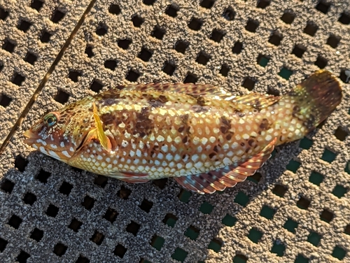 Brownspotted wrasse (Notolabrus parilus) — Labridae