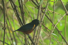 Euphonia pectoralis