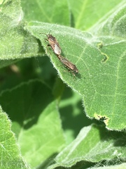 Rhypodes