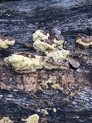 Phellinus pomaceoides
