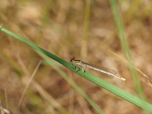 Blue Featherleg, 5854 Bergen, Niederlande, photo 9 of 10