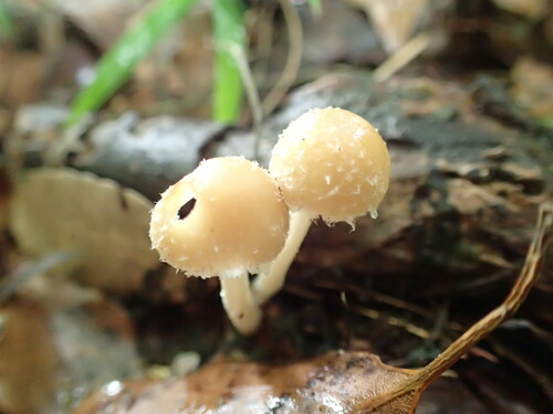 観察された菌類