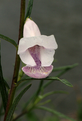 Sesamum calycinum image