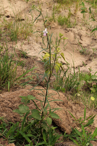 Sesamum calycinum image