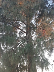 Pinus