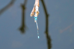 Pseudagrion microcephalum