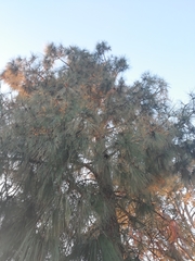 Pinus