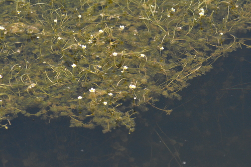 Image of Ranunculus circinatus by (c) Igor Balashov, some rights reserved (CC BY)