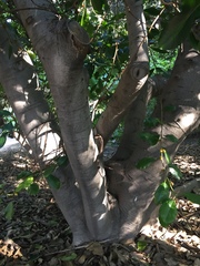Ficus saussureana