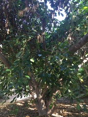 Ficus saussureana