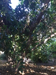 Ficus saussureana