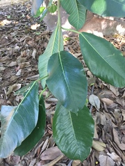 Ficus saussureana