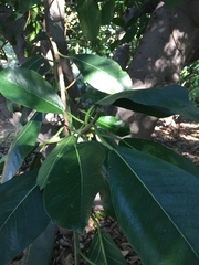 Ficus saussureana