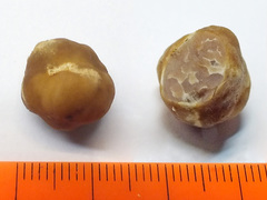 Tuber maculatum