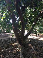 Ficus saussureana