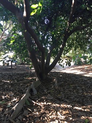 Ficus saussureana
