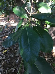 Ficus saussureana