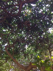 Ficus saussureana