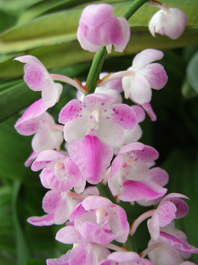 Aerides rosea (Aerides rosea)
