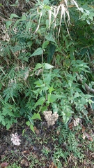 Eupatorium tashiroi