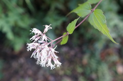 Eupatorium tashiroi