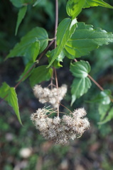 Eupatorium tashiroi
