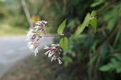 Eupatorium tashiroi