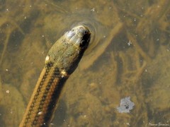 Helicops infrataeniatus