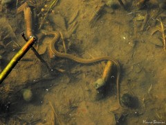 Helicops infrataeniatus