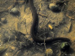 Helicops infrataeniatus