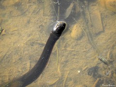 Helicops infrataeniatus