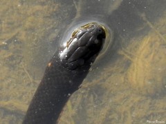 Helicops infrataeniatus