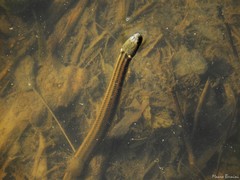 Helicops infrataeniatus