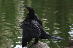 Nannopterum brasilianum