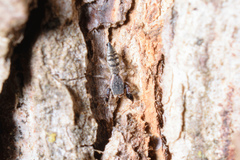 Cheliferoides segmentatus