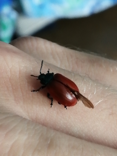Poplar Leaf Beetle photo 2