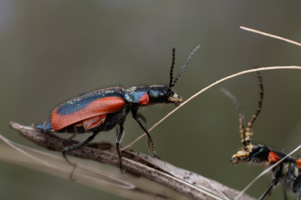 Malachius kraussi