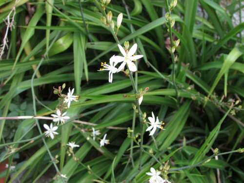 Chlorophytum comosum