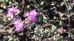 Ruschia cradockensis