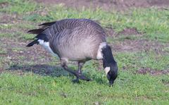 Branta hutchinsii leucopareia