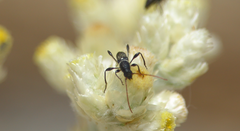 Unabiara collaris