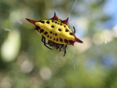 Gasteracantha sauteri