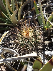 Mammillaria gigantea